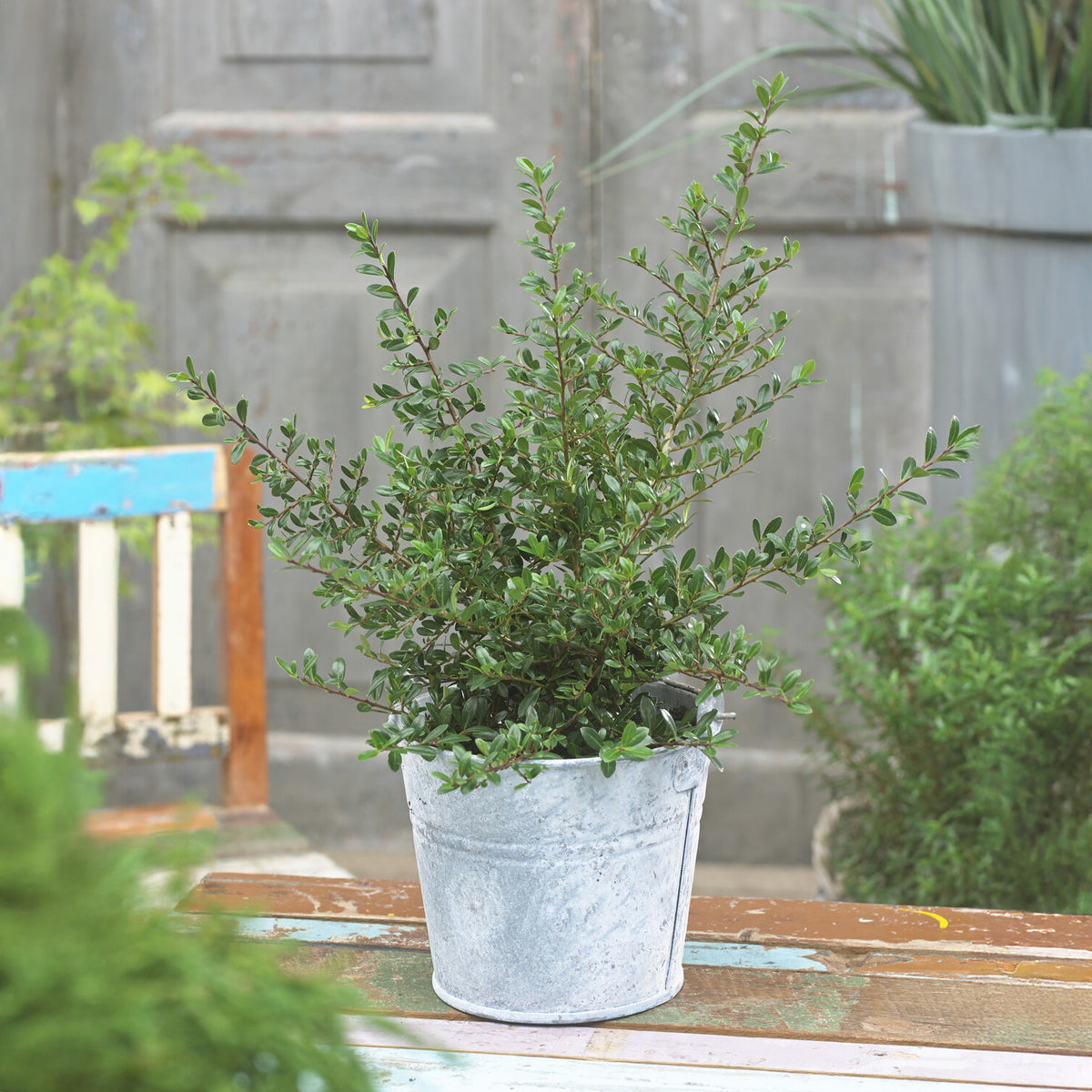 Dwerghulst - Ilex crenata Stokes - Bakker