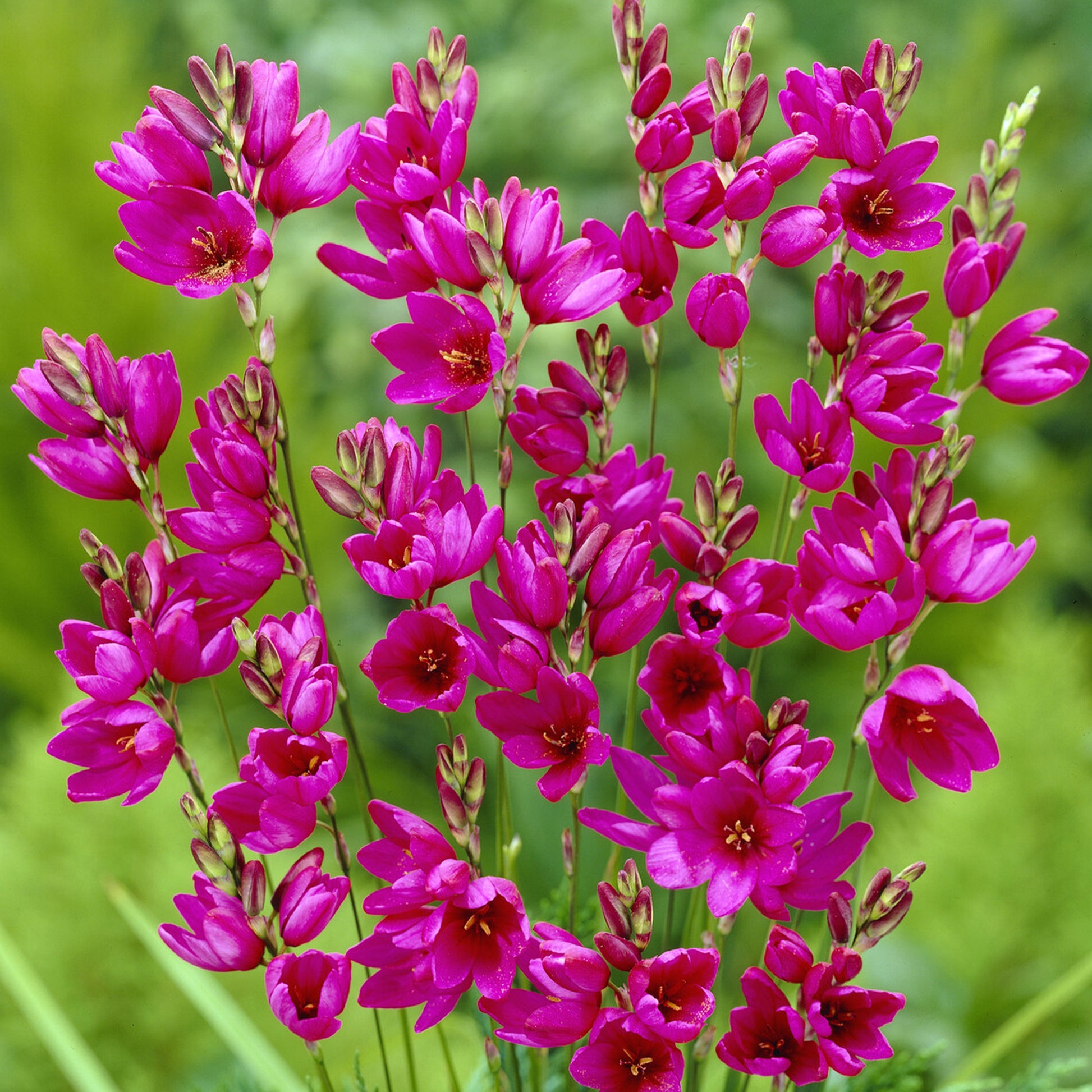 30 tarwelelie Mabel - Ixia Mabel - Bakker