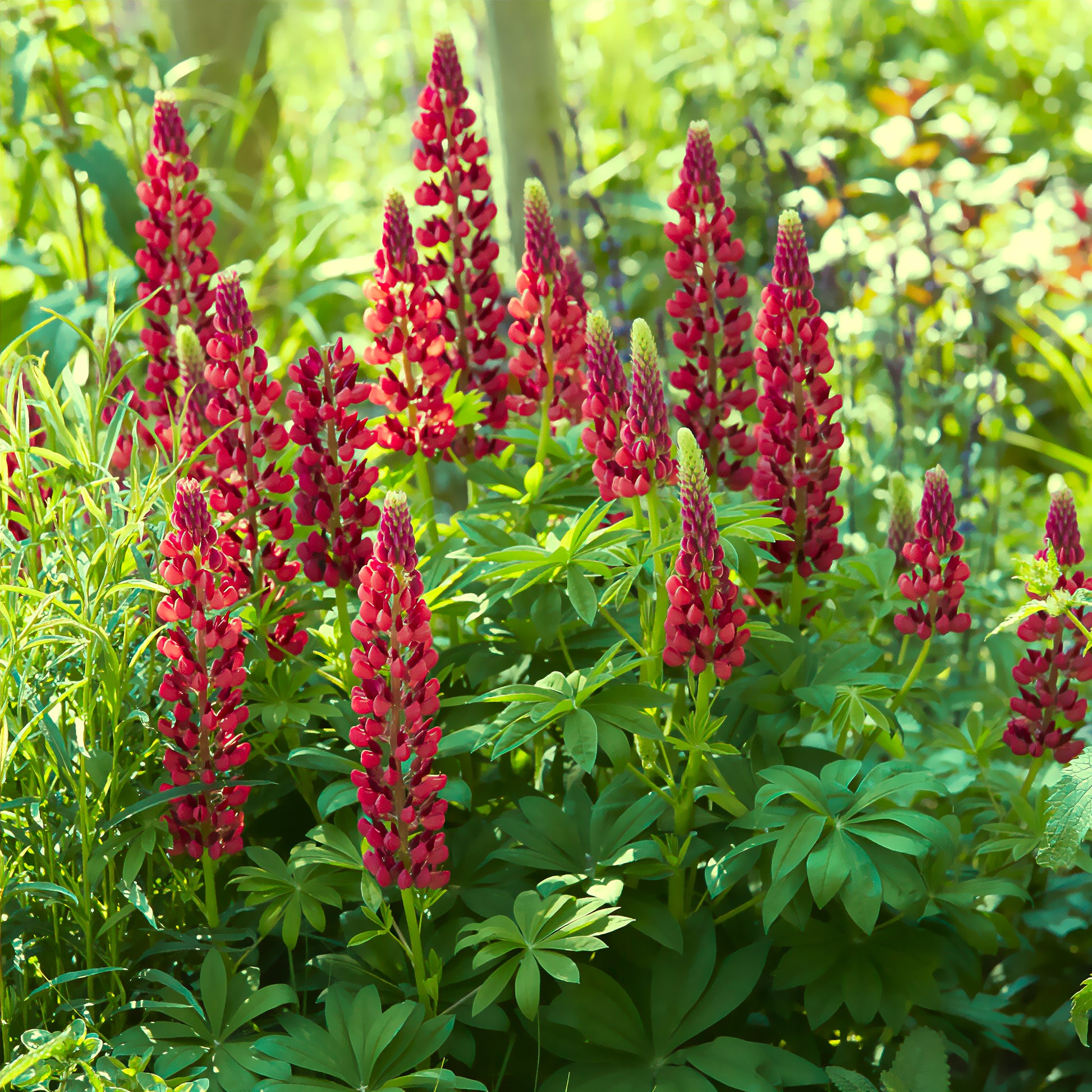 Lupinus My Castle - Lupine My Castle Rouge - Lupine  