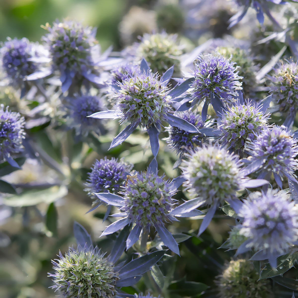 Vlakbladige kruisdistel Blue Hobbit - Eryngium planum Blue Hobbit - Bakker