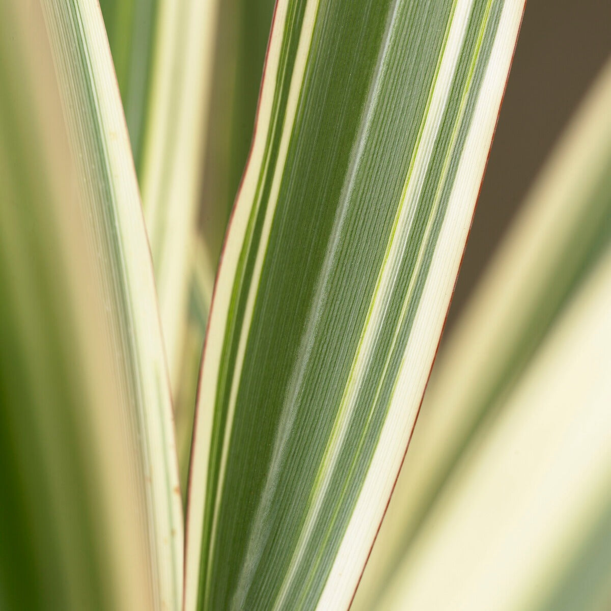 Nieuw-Zeelandse vlas Tricolor - Phormium cookianum Tricolor - Bakker
