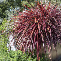 Nieuw-Zeelands vlas - Phormium - Nieuw-Zeelandse vlas Rainbow Queen - Phormium tenax Rainbow Queen