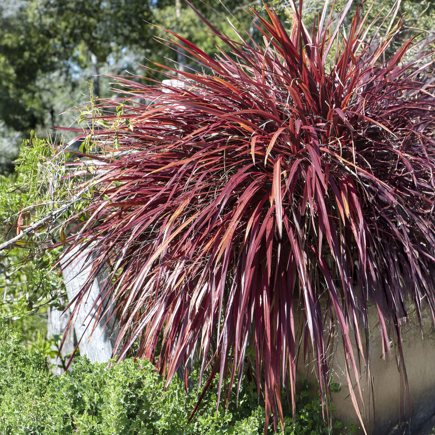 Nieuw-Zeelands vlas - Phormium - Nieuw-Zeelandse vlas Rainbow Queen - Phormium tenax Rainbow Queen