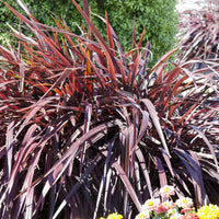 Verkoop Nieuw-Zeelandse vlas Rainbow Queen - Phormium tenax Rainbow Queen