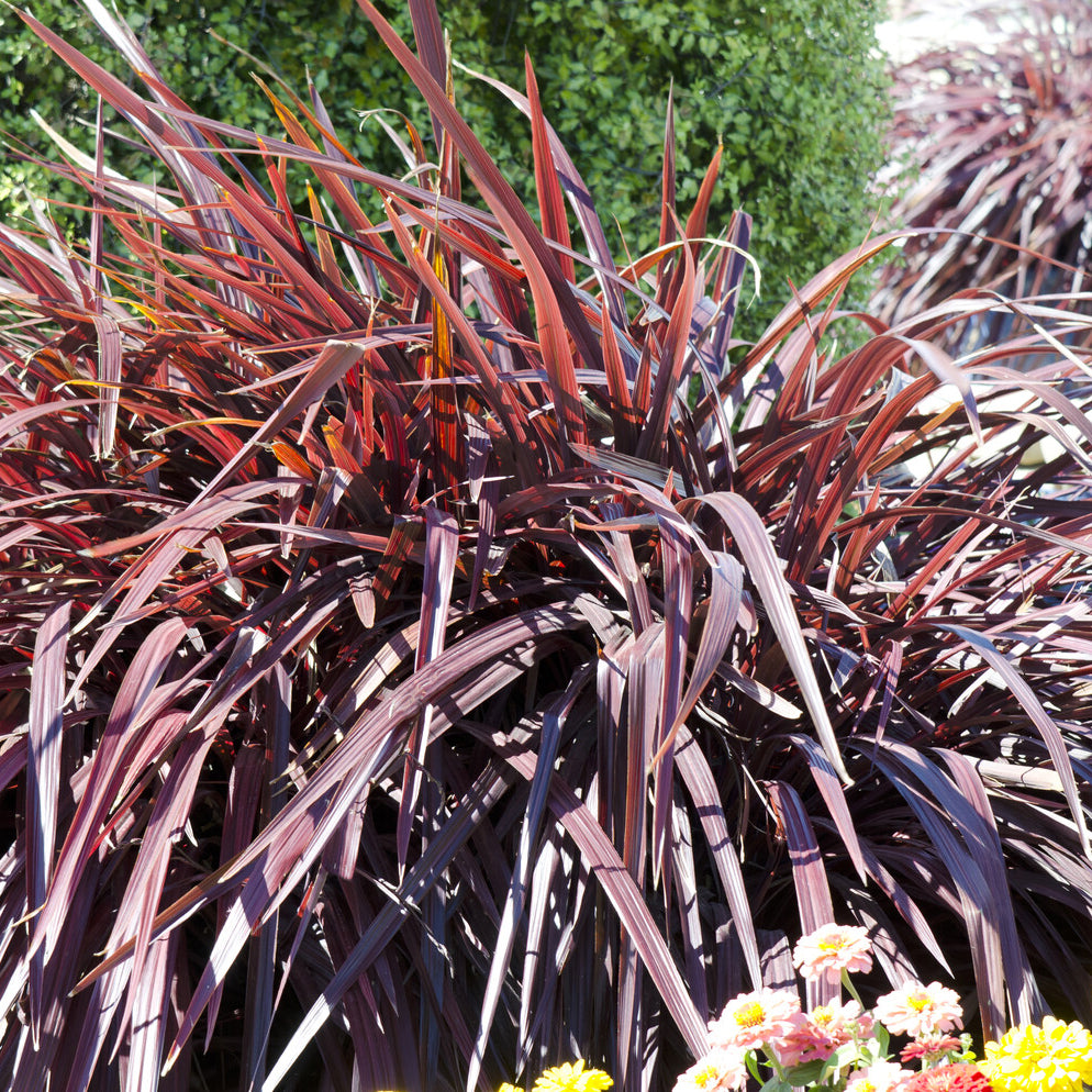 Verkoop Nieuw-Zeelandse vlas Rainbow Queen - Phormium tenax Rainbow Queen