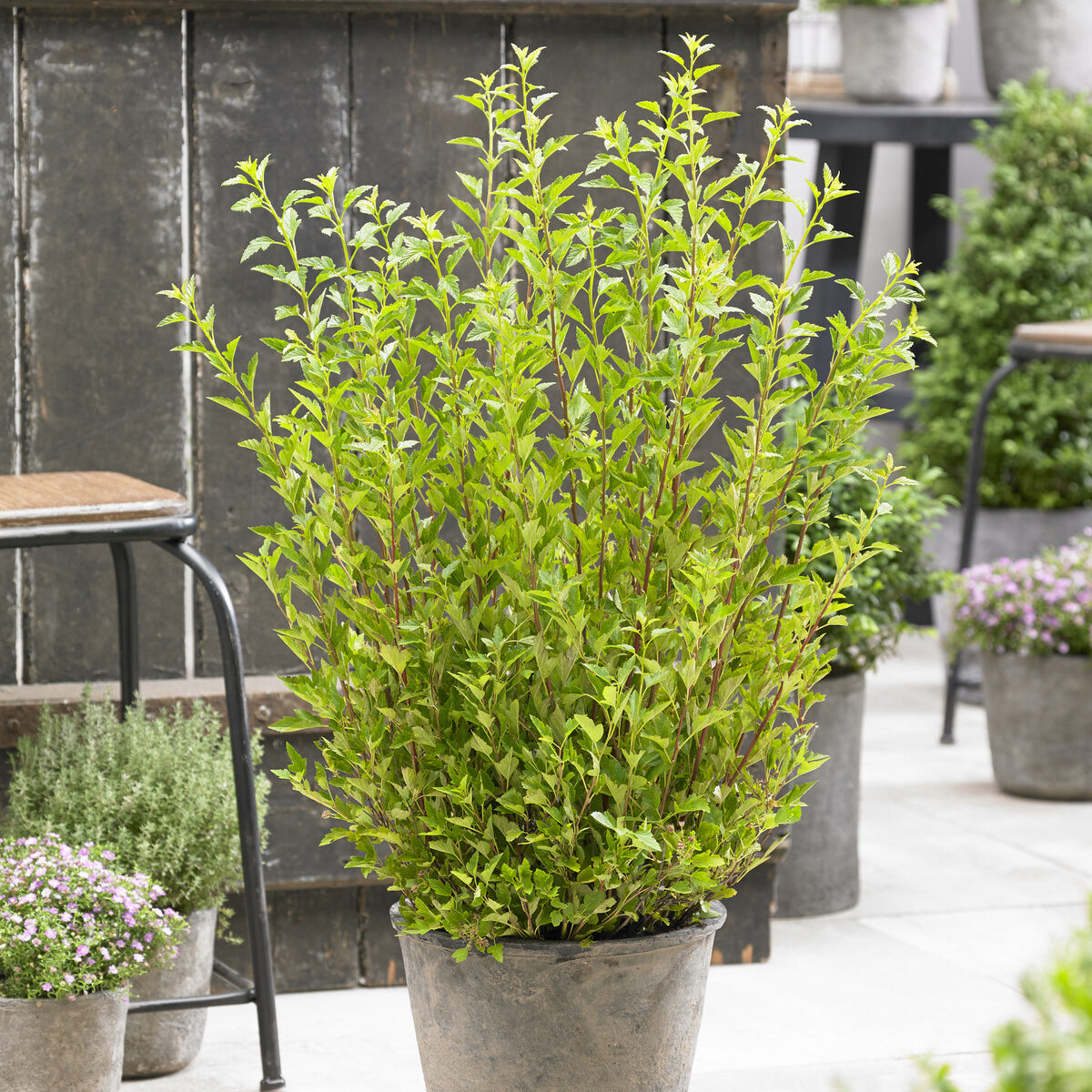 Blaasspirea Little Greeny® - Bakker