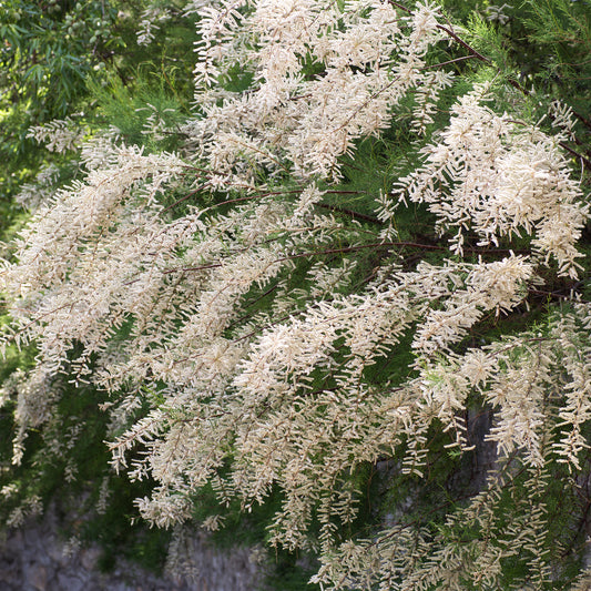 Wit bloeiende tamarisk - Bakker