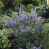 Verkoop Grote blad monnikspeper - Vitex agnus-castus Latifolia