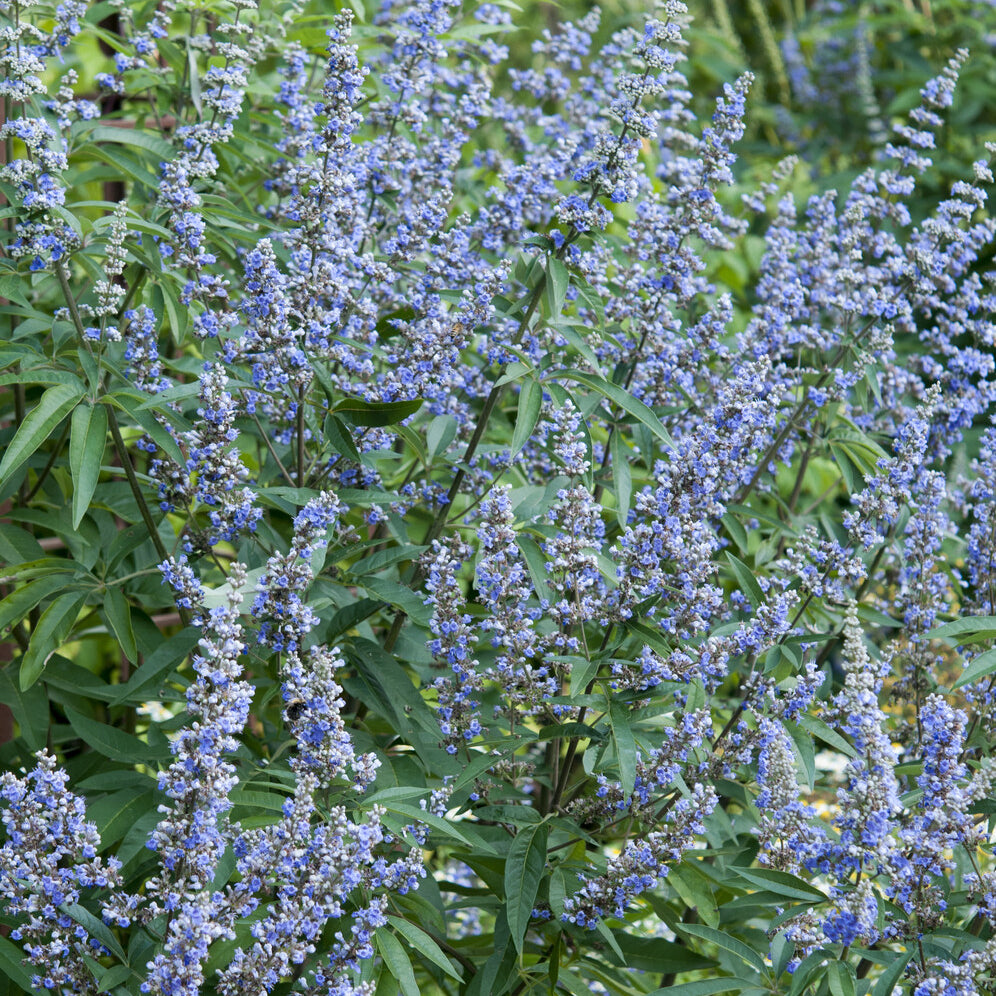 Bloeiende heesters - Grote blad monnikspeper - Vitex agnus-castus Latifolia