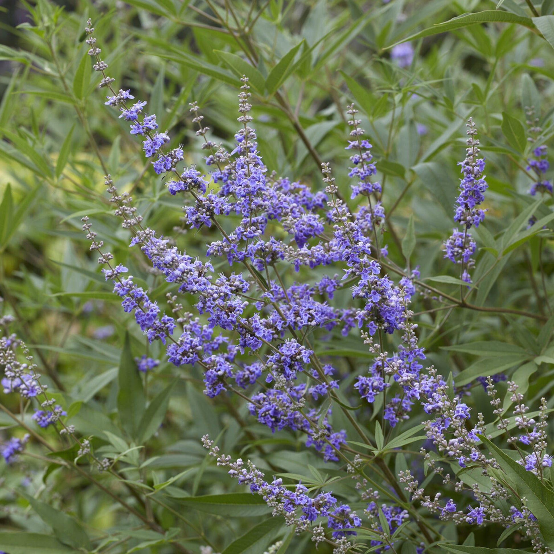 Vitex agnus-castus Latifolia - Grote blad monnikspeper - Bloeiende heesters