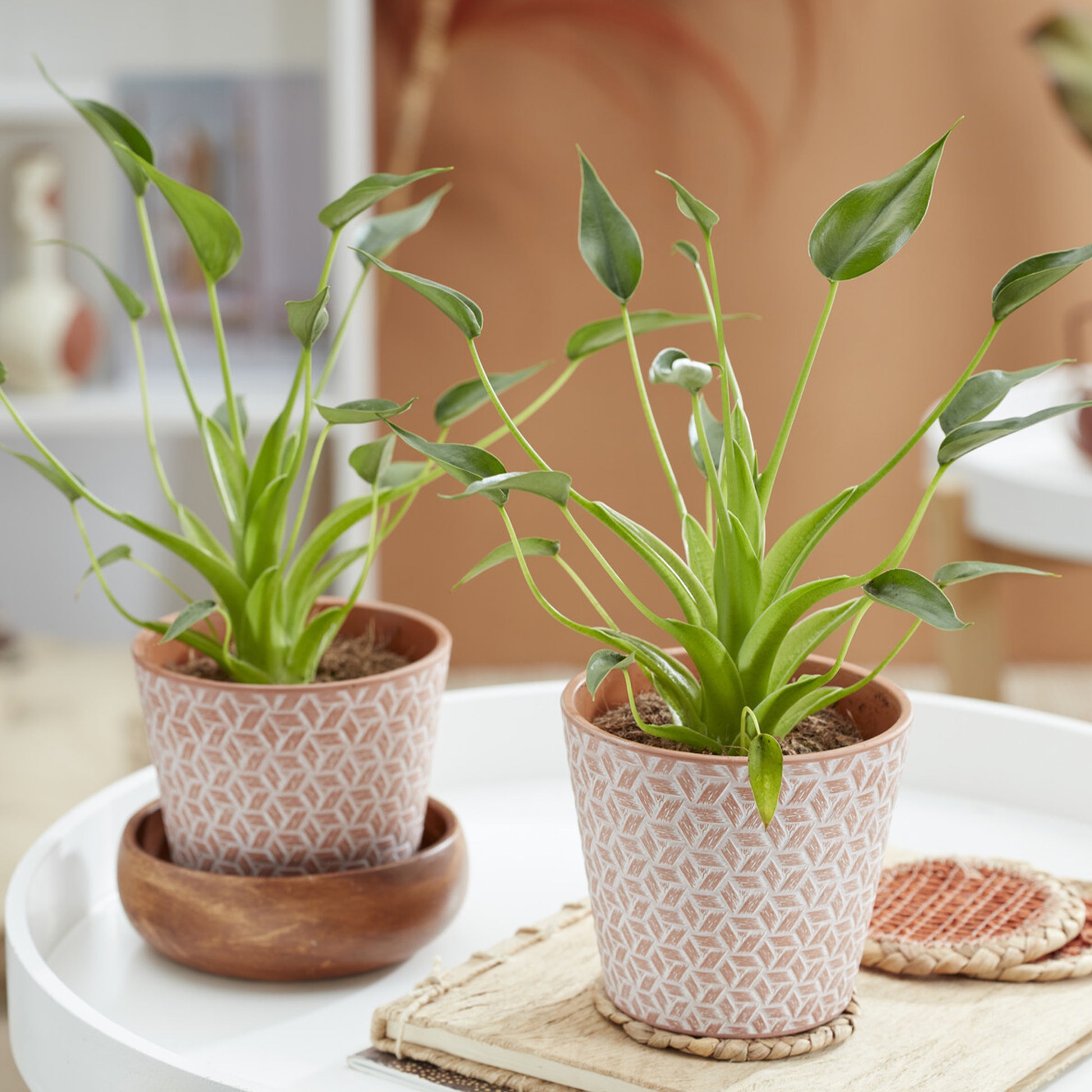 philodendron tiny dancer Alocasia Tiny Dancer - Alocasia Tiny Dancer