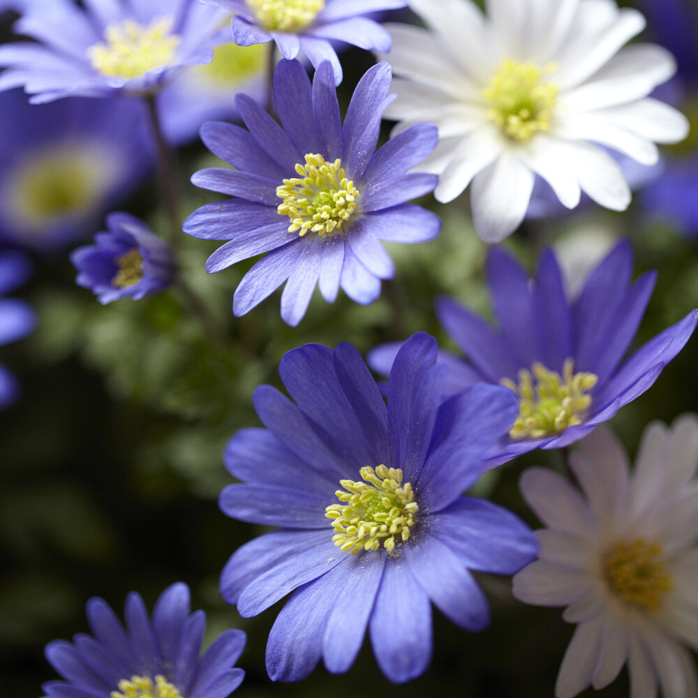 Griekse Anemonen (x20) - Bakker