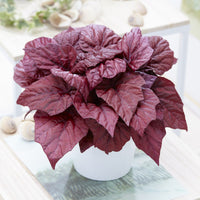 Begonia Inca Flame - Begonia rex Beleaf Inca Flame - Bakker