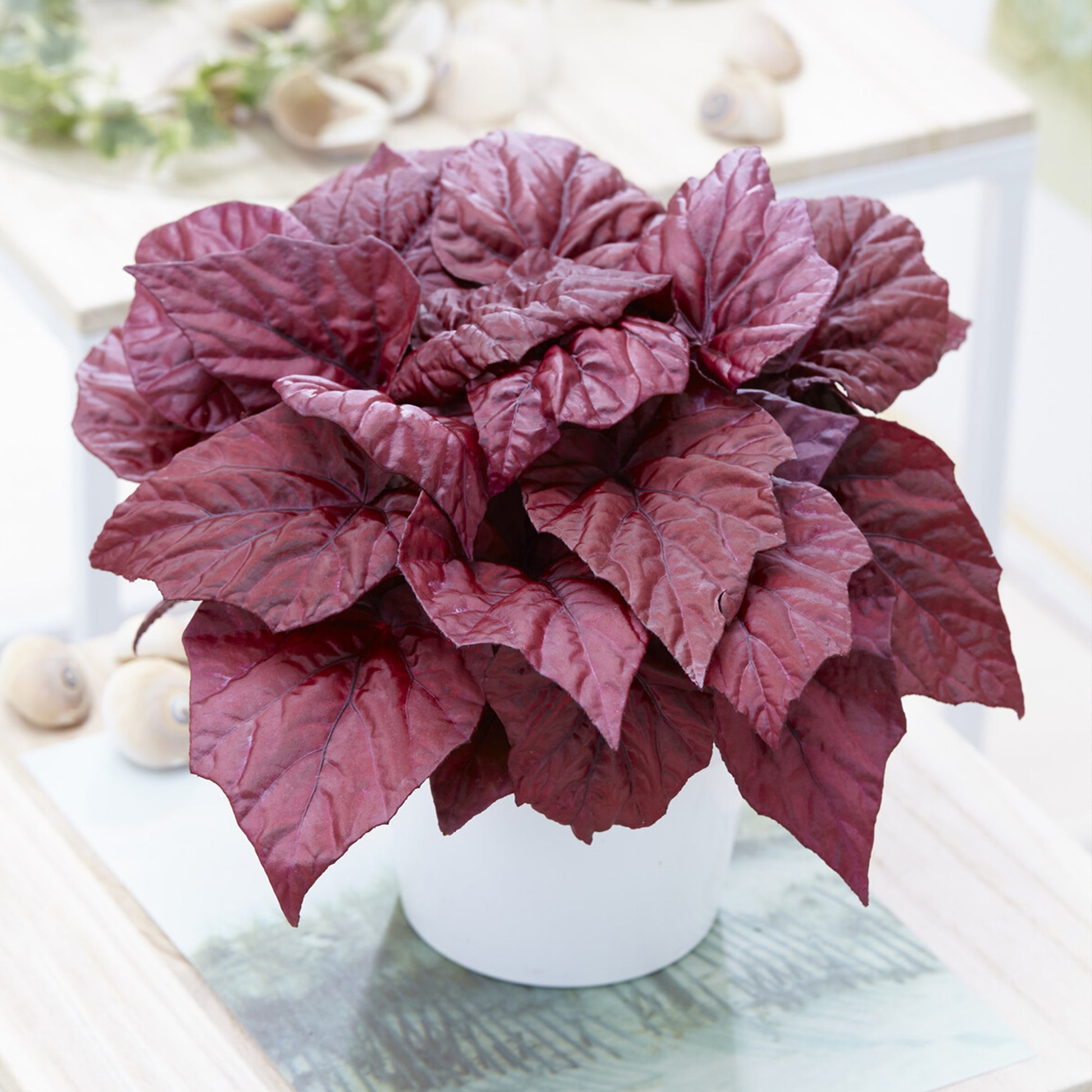 Begonia Inca Flame - Begonia rex Beleaf Inca Flame - Bakker