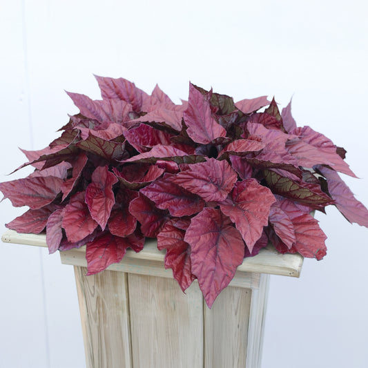Begonia Inca Flame - Bakker