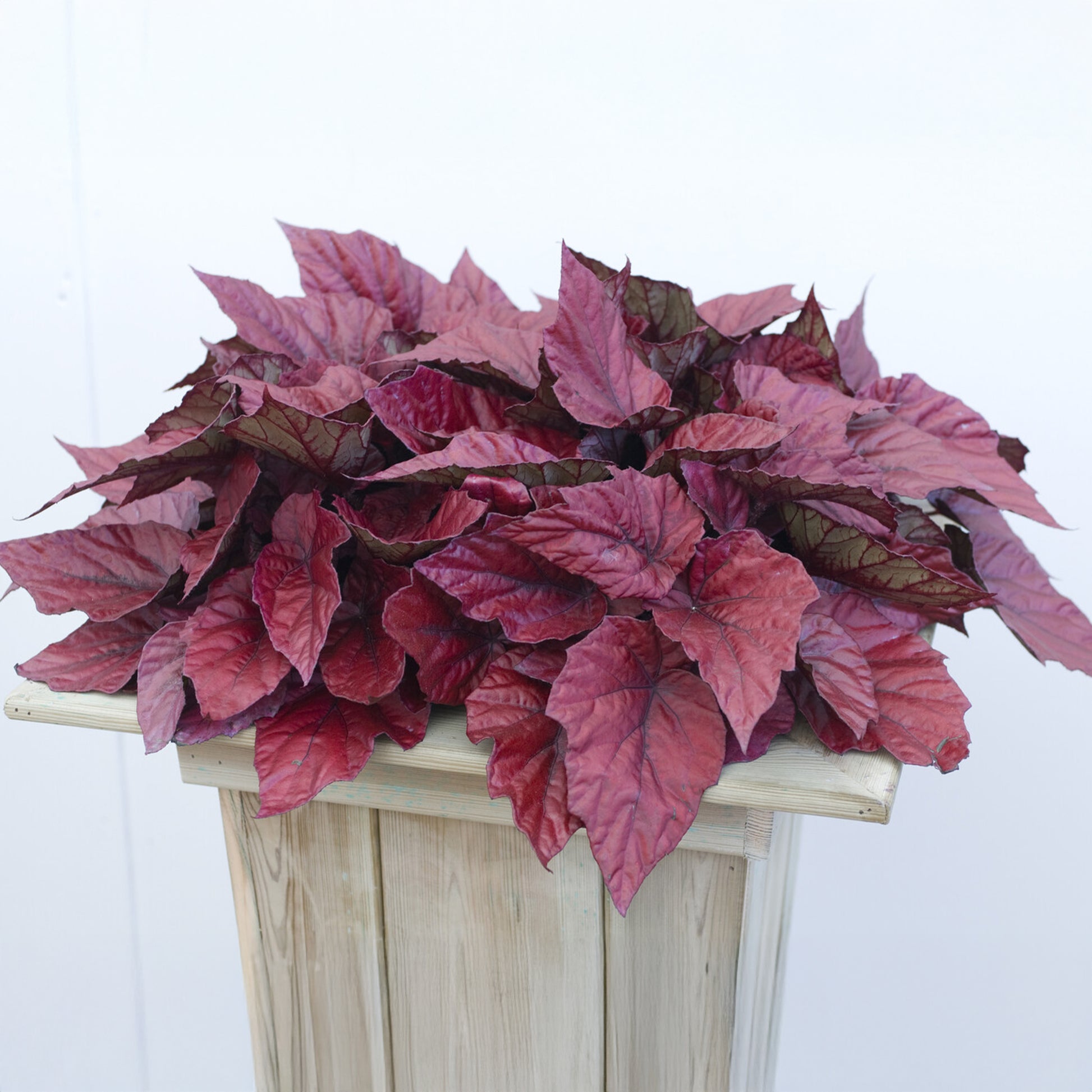 Begonia Inca Flame - Bakker