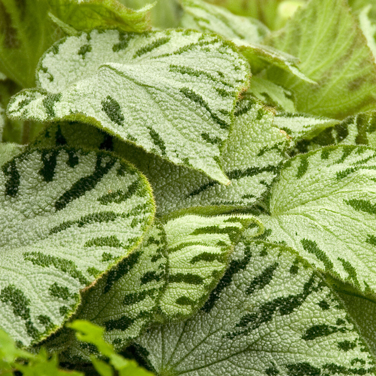 Begonia 'Silver Jewel' - Bakker