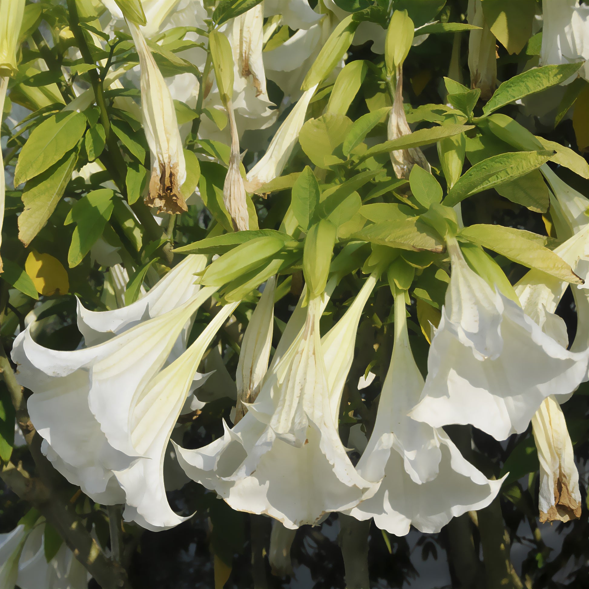 Brugmansia - Bakker