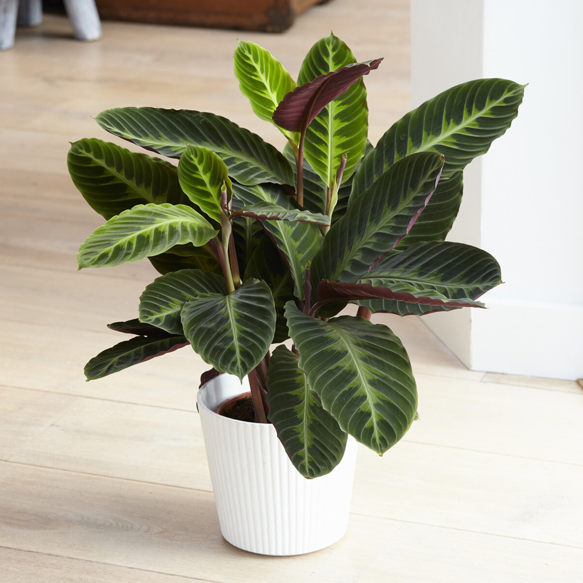 Calathea Warscewiczii / Pauwenplant warscewiczii - Bakker