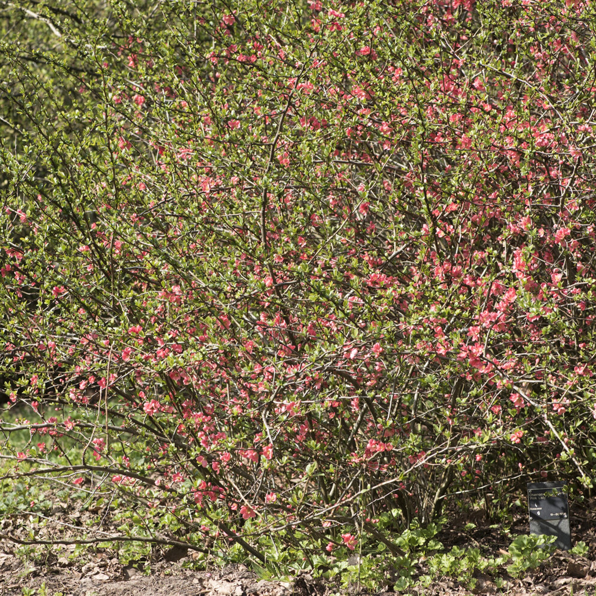 Chaenomeles x superba Pink Lady - Japanse kweepeer Pink Lady - Japanse kwee - Chaenomeles