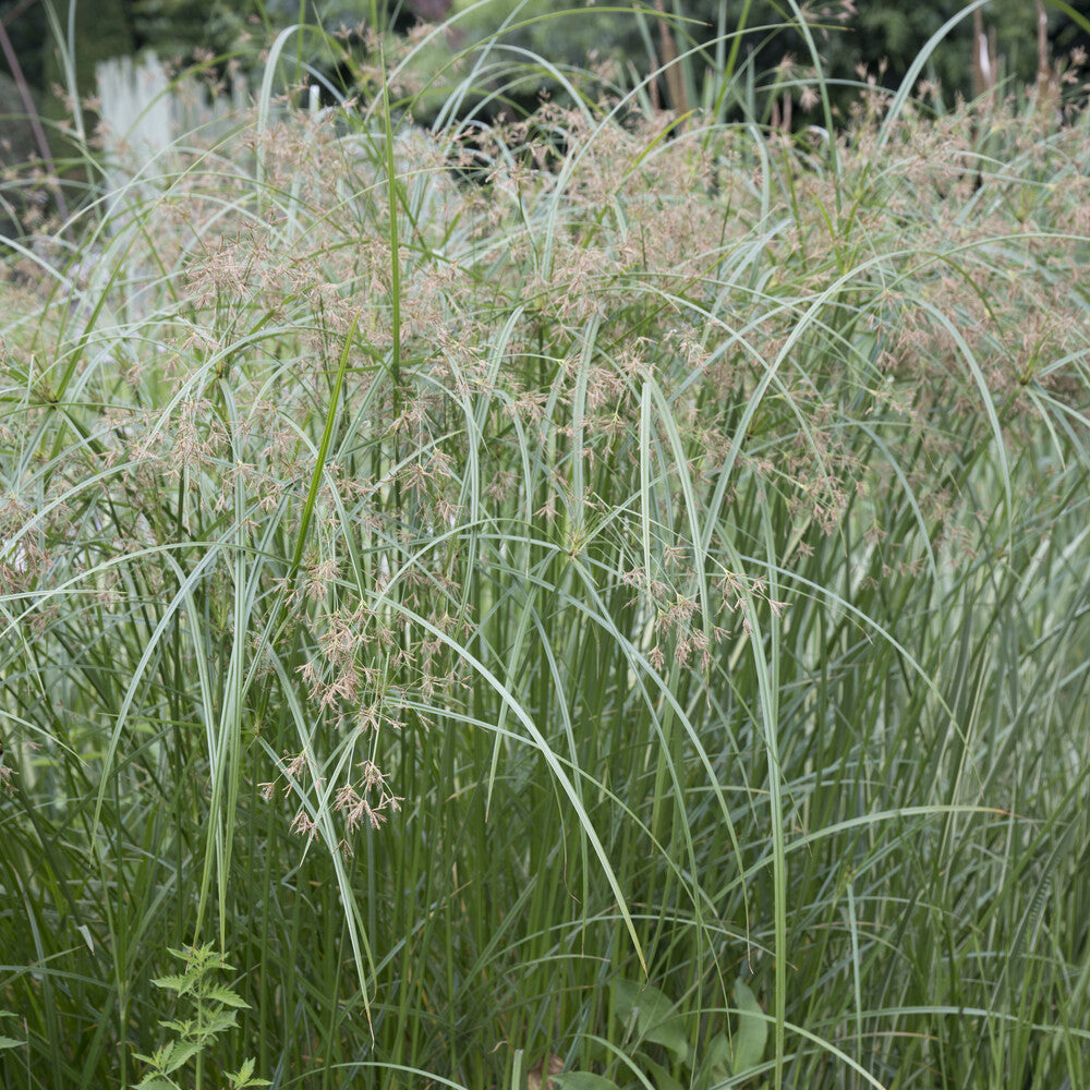 Oeverplanten - Parapluplant  - Cyperus alternifolius