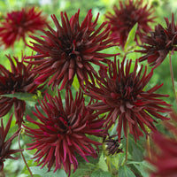 Cactus dahlia 'Black Narcissus' (x3) - Dahlia Black Narcissus - Bakker