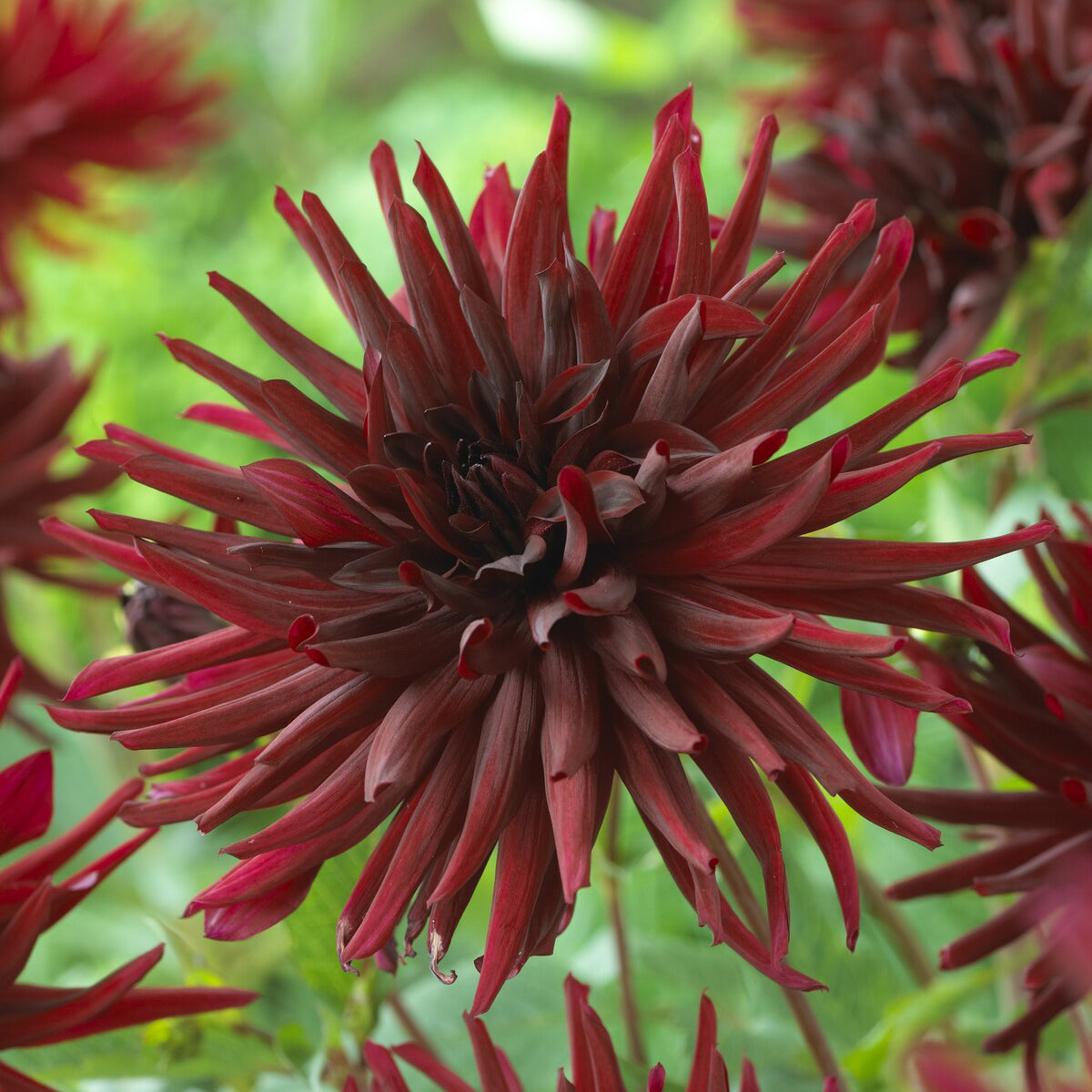 Cactus dahlia 'Black Narcissus' (x3) - Bakker