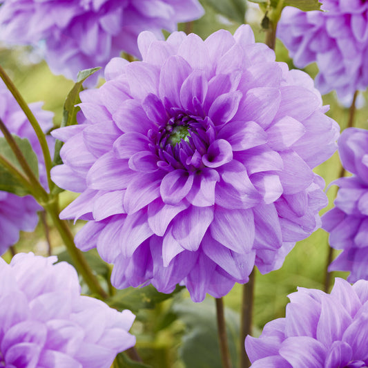 Decoratieve dahlia 'Blue Boy' (x3) - Bakker