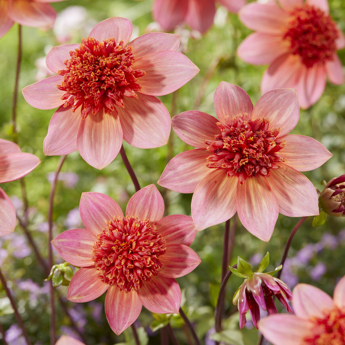 Dahlia 'Totally Tangerine' - Bakker