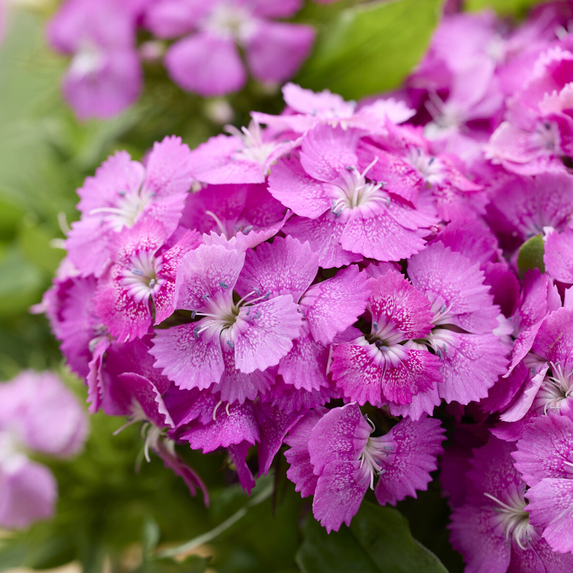 Roze Dichteres Anjer - Dianthus barbatus Barbarini Pink - Bakker