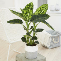 Dieffenbachia reflector / Dief van Bagdad - Bakker