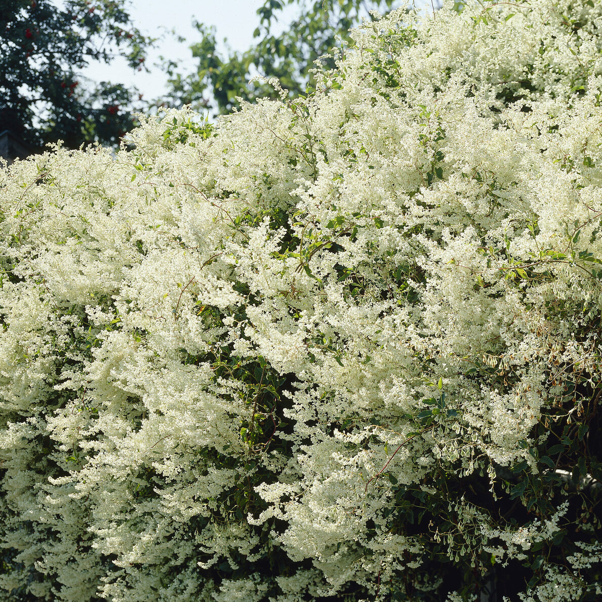 Fallopia Aubertii / Bruidssluier - Bakker