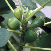 Ficus carica Goutte d'Or - Vijgenboom 'Goutte d'or' - Vijgenbomen