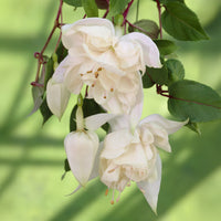 Fuchsia Pink Marshmallow - Fuchsia 'Pink Marshmallow' / Bellenplant - Fuchsia