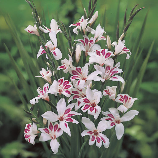 Gladiolus nanus Prins Claus (x15) - Bakker