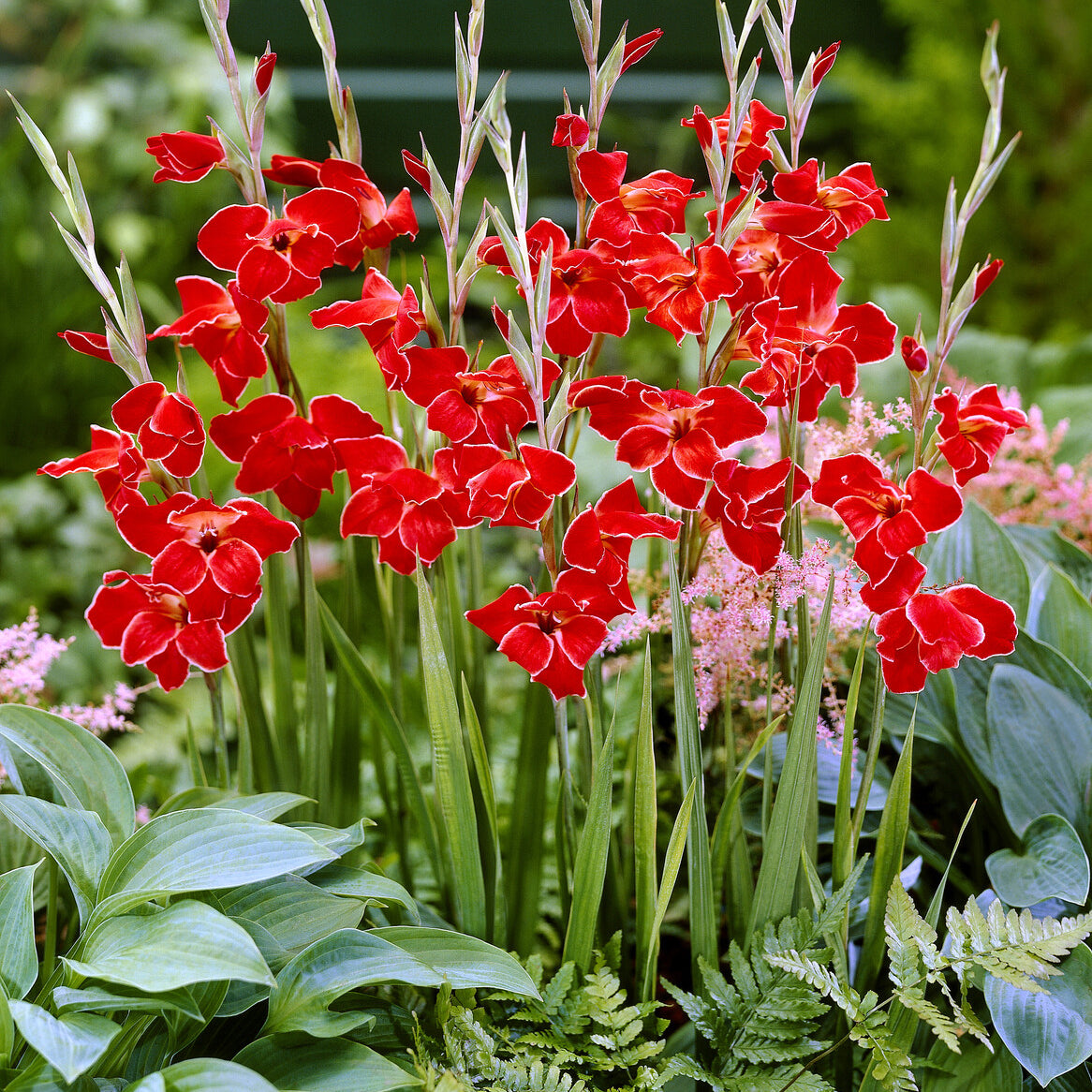 Gladiolus primulinus Atom kleinbloemig (x15) - Bakker