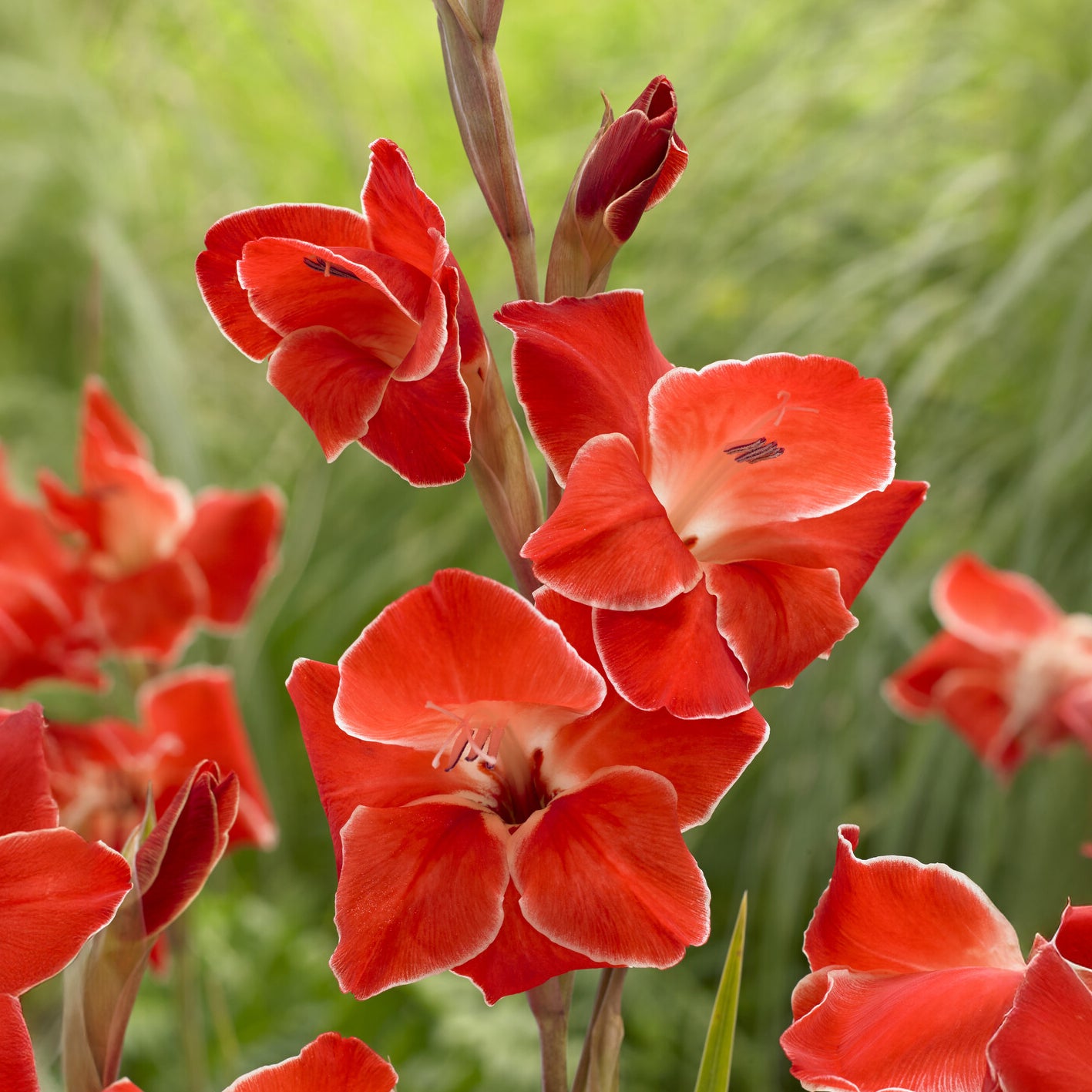 Gladiolus primulinus Atom kleinbloemig (x15) - Gladiolus primulinus Atom - Bakker