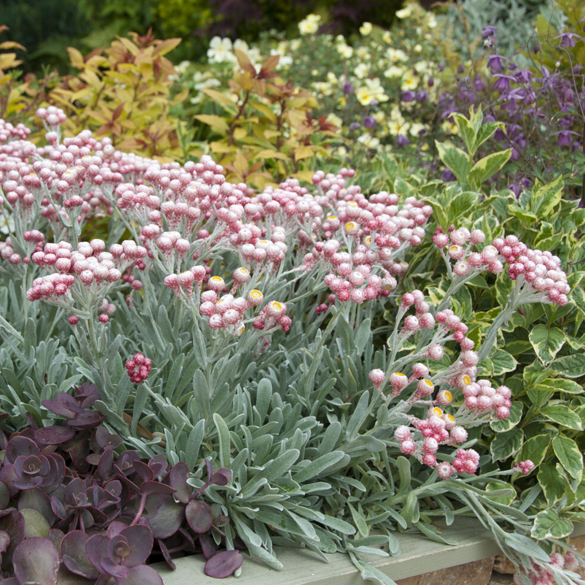 Kerrieplant 'Ruby Cluster' - Bakker