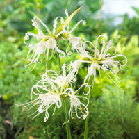 Bollen witte ismene/spinlelie  (x3) - Bakker