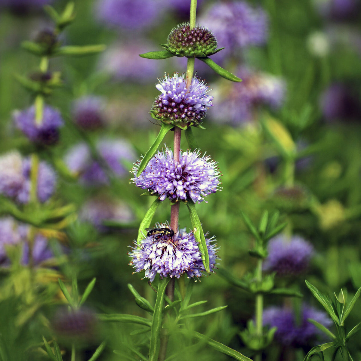 Mentha cervina - Engelse watermunt - Oeverplanten