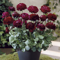 Ranunculus Pauline Violet - Ranonkel Pauline Violet (10x) - Ranunculus