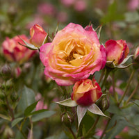 Miniatuurroos Little Sunset® - Bakker