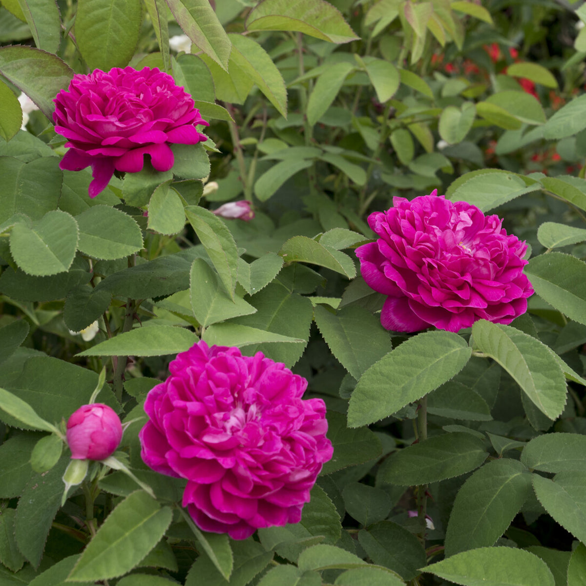 Rosa Rose de Rescht - Roos 'De Rescht - Rozen