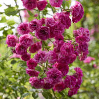Klimroos Super Excelsa® - Bakker