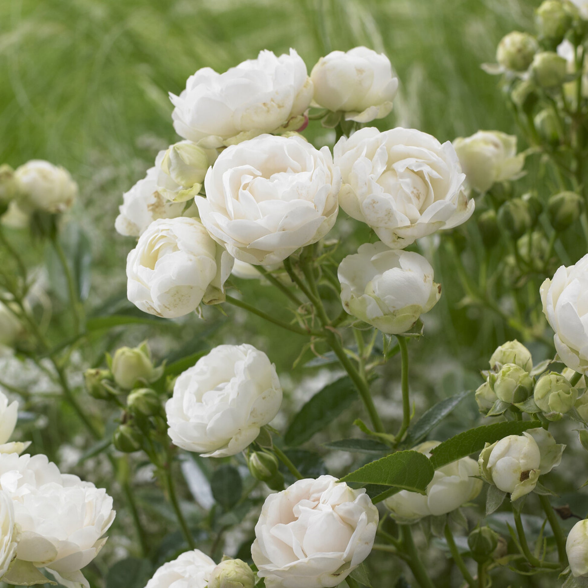 Witte Moederdag Roos - Rosa White Mothers Day - Bakker