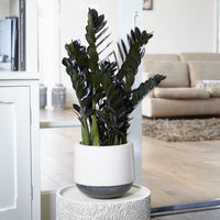 Zamioculcas 'Raven' - Zamioculcas zamiifolia Raven - Bakker