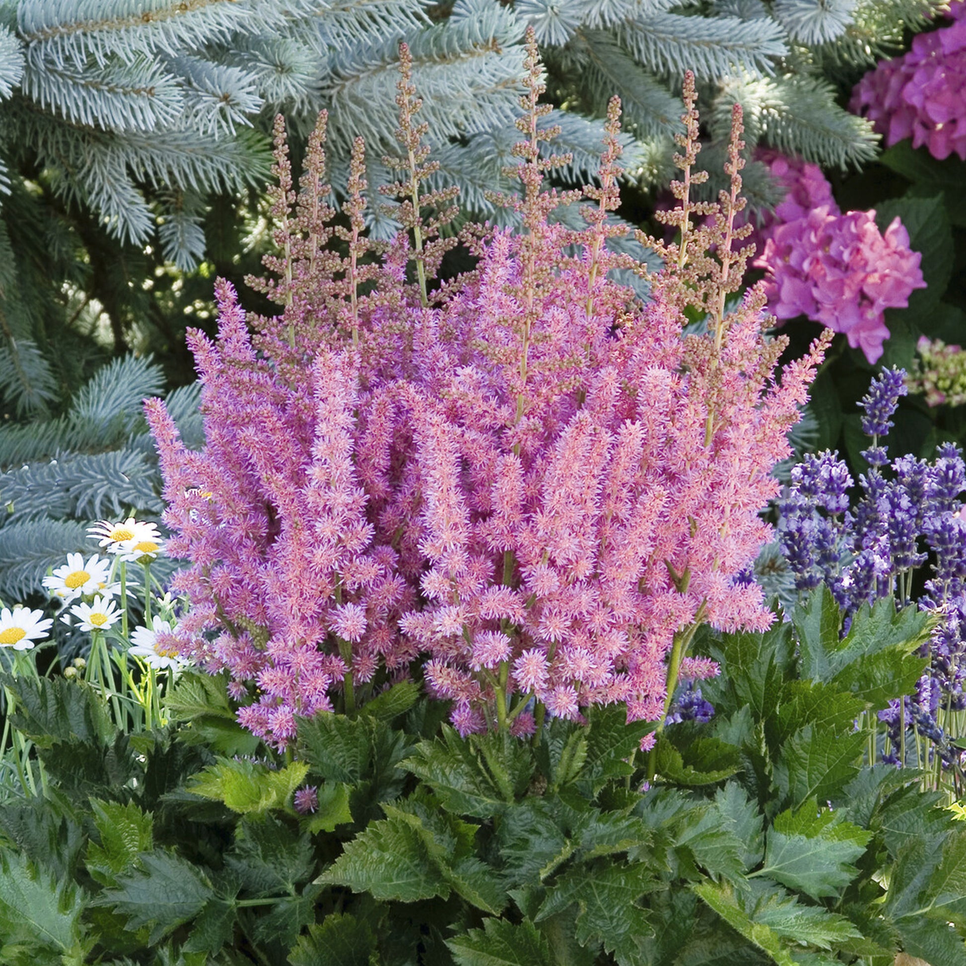 Pluimspirea 'Vision in Pink' - Astilbe Little Vision in Pink ® - Bakker