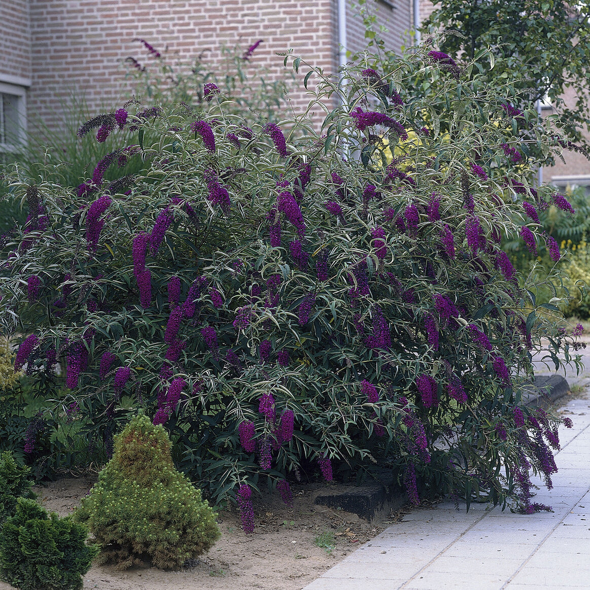 Vlinderstruik 'Black Knight' - Buddleja davidii Black Knight - Bakker