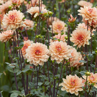 Dahlia Apricot Desire - Bakker