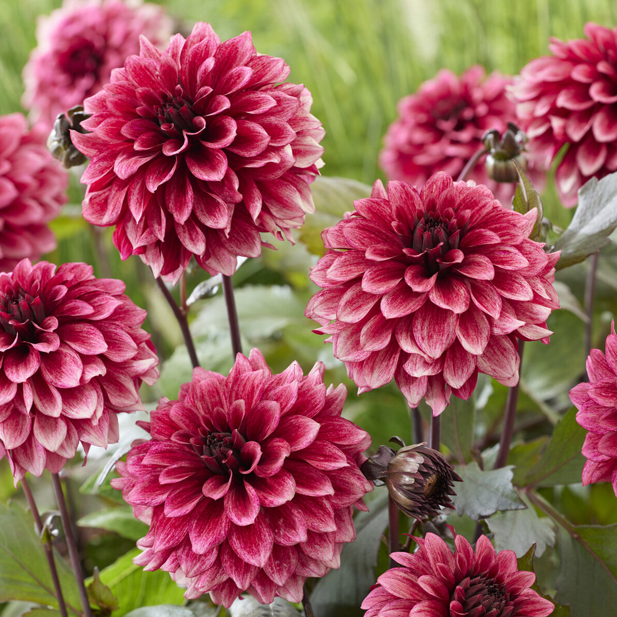 Dahlia Night Silence - Dahlia Night Silence - Bakker